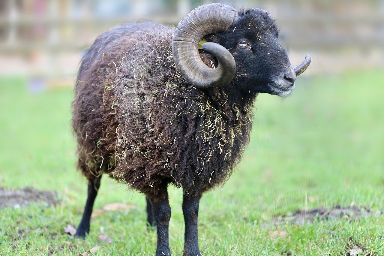 sheep, black sheep, aries