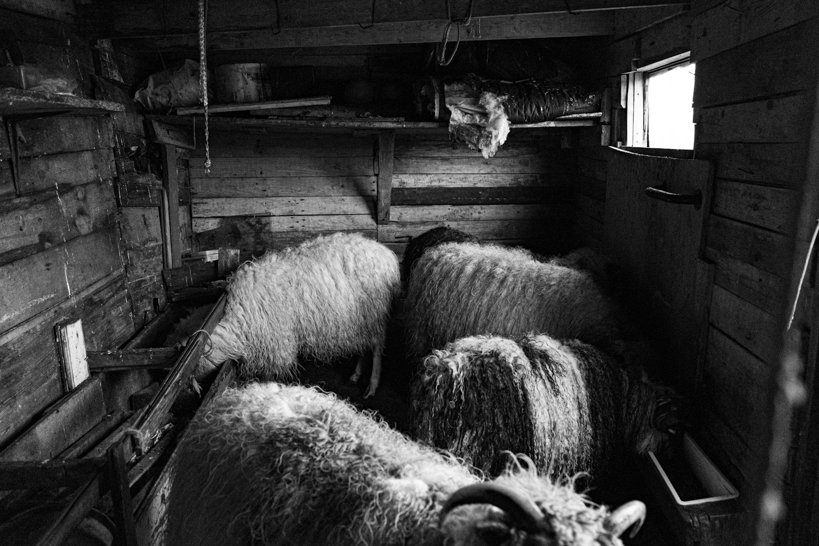 grayscale photo of sheep in cage