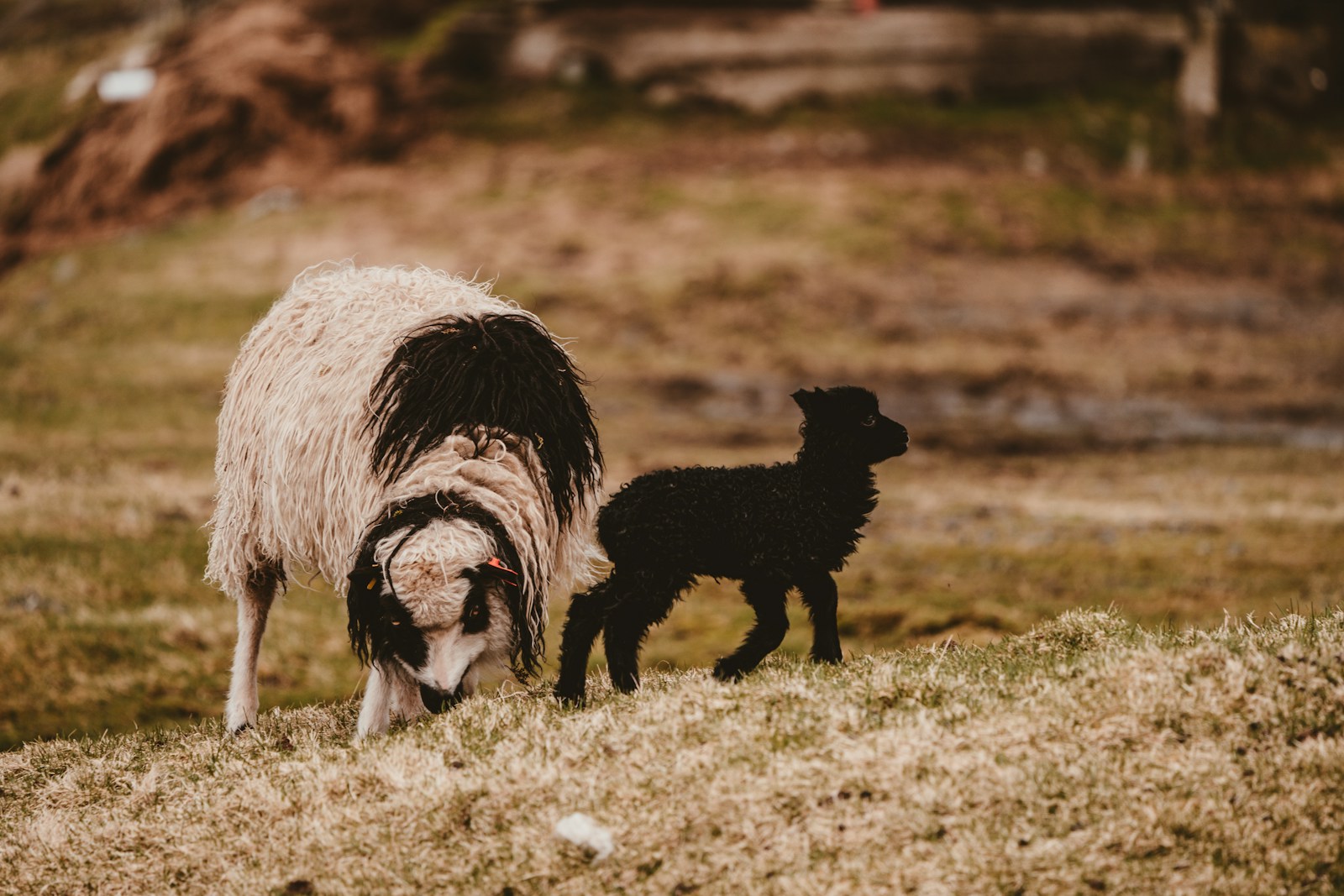 white and black sheep on green grass field